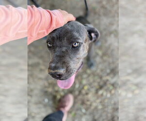 Mutt Dogs for adoption in Goodyear, AZ, USA