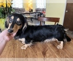 Small Photo #1 Dachshund Puppy For Sale in BELDING, MI, USA