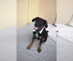Small Labrador Retriever Mix