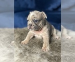 Small Photo #21 French Bulldog Puppy For Sale in PHOENIX, AZ, USA