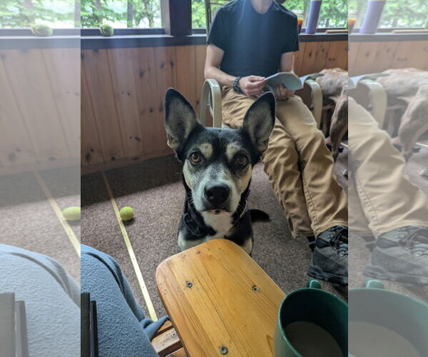 Medium Photo #8 Huskies -Unknown Mix Puppy For Sale in Monterey, VA, USA