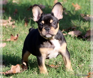 French Bulldog Puppy for Sale in WINNSBORO, Texas USA