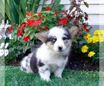 Puppy Sunshine Pembroke Welsh Corgi