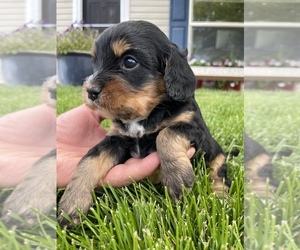 Cavalier King Charles Spaniel-Poodle (Toy) Mix Puppy for sale in MOUNT PLEASANT, UT, USA