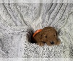 Puppy Puppy 8 Goldendoodle (Miniature)