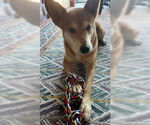 Small #1 Mutt