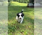 Small #1 Border Collie-Papillon Mix