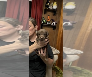 Labrador Retriever Puppy for sale in ATKINSON, NE, USA