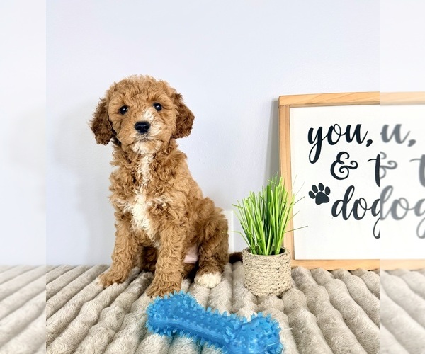 Medium Photo #5 Goldendoodle (Miniature) Puppy For Sale in GREENFIELD, IN, USA