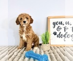 Small #4 Goldendoodle (Miniature)
