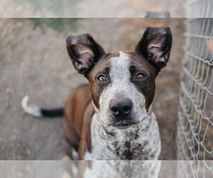 German Shorthaired Pointer Dogs for adoption in Longview, WA, USA