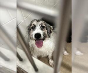 Old English Sheepdog Dogs for adoption in Derwood, MD, USA