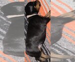 Small Photo #26 Doberman Pinscher Puppy For Sale in WHEELING, IL, USA