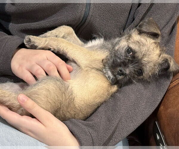 Medium Photo #4 Brussels Griffon-Unknown Mix Puppy For Sale in Corona, CA, USA