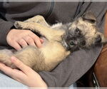 Small #3 Brussels Griffon Mix
