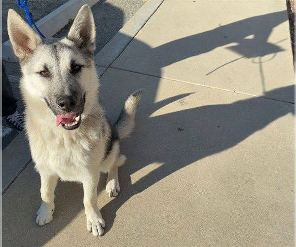 Medium Photo #1 Siberian Husky Puppy For Sale in Rancho Cucamonga, CA, USA