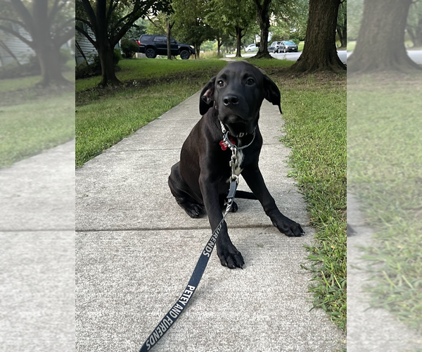 Medium Photo #4 Labrador Retriever-Unknown Mix Puppy For Sale in Rockville, MD, USA