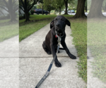 Small #3 Labrador Retriever Mix