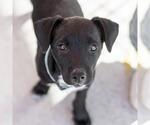 Small #4 Labrador Retriever Mix