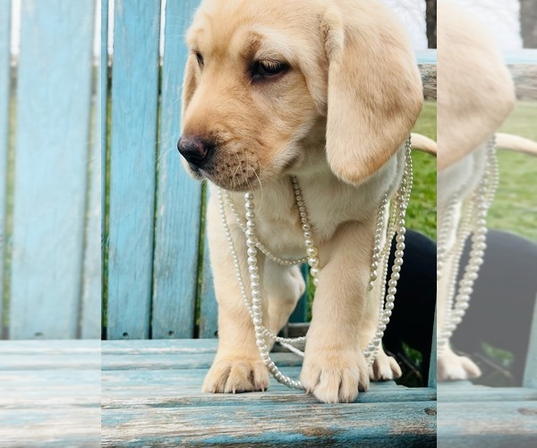Medium Photo #4 Labrador Retriever Puppy For Sale in SAINT ELMO, IL, USA