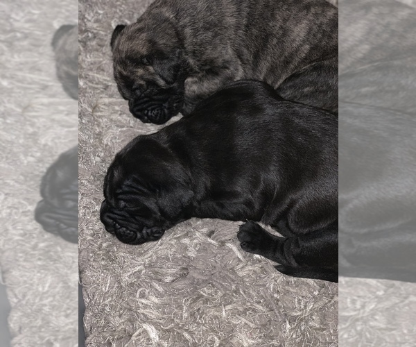 Medium Photo #5 Presa Canario Puppy For Sale in POWDER SPRINGS, GA, USA