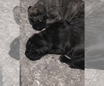 Small Photo #5 Presa Canario Puppy For Sale in POWDER SPRINGS, GA, USA