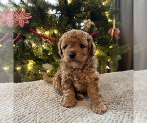 Cavapoo (Miniature) Puppy for sale in SPARTANBURG, SC, USA