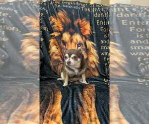 Father of the Chihuahua puppies born on 10/18/2025