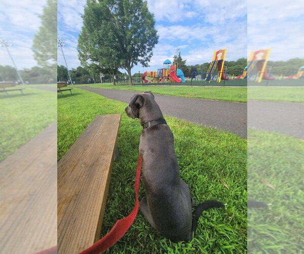 Medium Photo #19 Mutt Puppy For Sale in Wenonah, NJ, USA