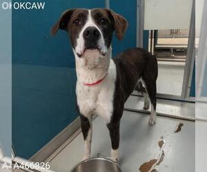 Mutt Dogs for adoption in Oklahoma City, OK, USA