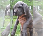 Small #6 Great Dane