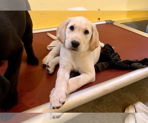 Labrador Retriever Puppy for sale in LISBON, CT, USA
