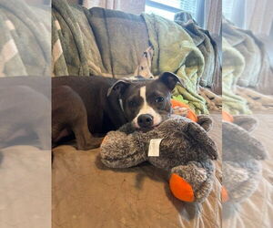 Mutt Dogs for adoption in Germantown, OH, USA