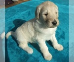 Small Photo #14 Goldendoodle Puppy For Sale in KERNERSVILLE, NC, USA