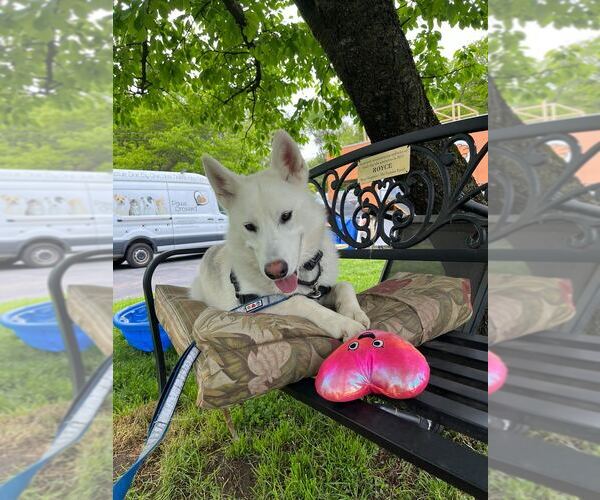 Medium Photo #6 Siberian Husky-Unknown Mix Puppy For Sale in Elmsford, NY, USA