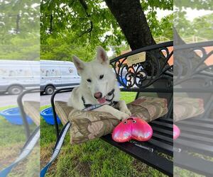 Snowy - Female Siberian Husky-Unknown Mix Dog for Adoption - Photo #6
