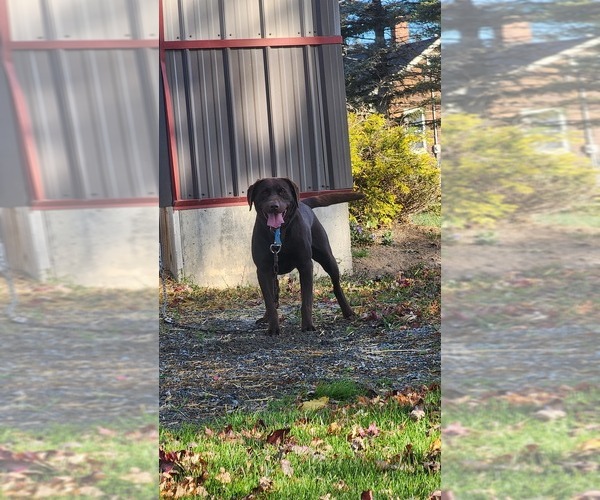 Medium Photo #1 Labrador Retriever Puppy For Sale in GREENWOOD, WI, USA