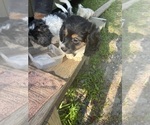 Small #14 Schweenie