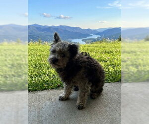 Mutt Dogs for adoption in Downey, CA, USA