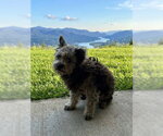 VIEJITO - Male Mutt Dog for Adoption - Small photo