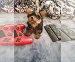 Small Photo #11 Yorkshire Terrier Puppy For Sale in ODESSA, TX, USA
