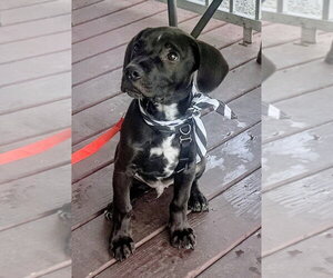 Seth - Male Mutt Dog for Adoption - Photo #6