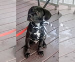 Small Photo #6 Mutt Puppy For Sale in Evansville, IN, USA