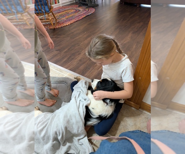 Medium Photo #6 English Springer Spaniel Puppy For Sale in MULKEYTOWN, IL, USA