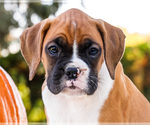 Small Photo #11 Boxer Puppy For Sale in WAKARUSA, IN, USA