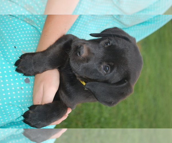 Medium Photo #5 Shepradors Puppy For Sale in BERNVILLE, PA, USA