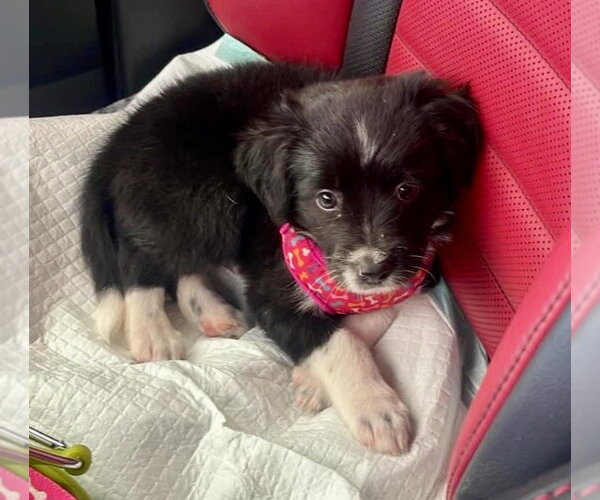Medium Photo #2 Border Collie-Unknown Mix Puppy For Sale in Jefferson, NJ, USA