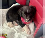 Small #1 Border Collie Mix