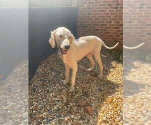 Labradoodle Dogs for adoption in Raleigh, NC, USA