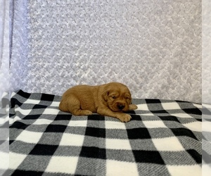 Golden Retriever Puppy for sale in RITTMAN, OH, USA